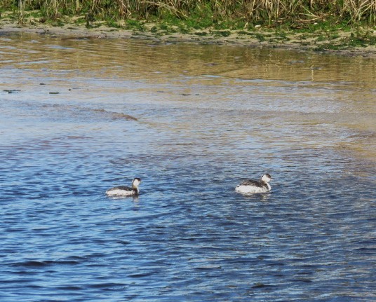 Horned Grebe - ML613830691