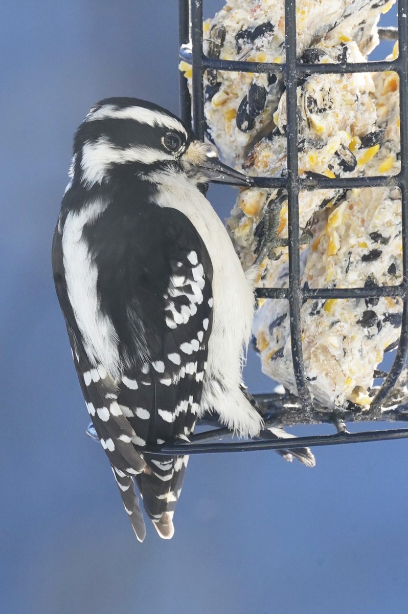 Downy Woodpecker (Eastern) - ML613830699