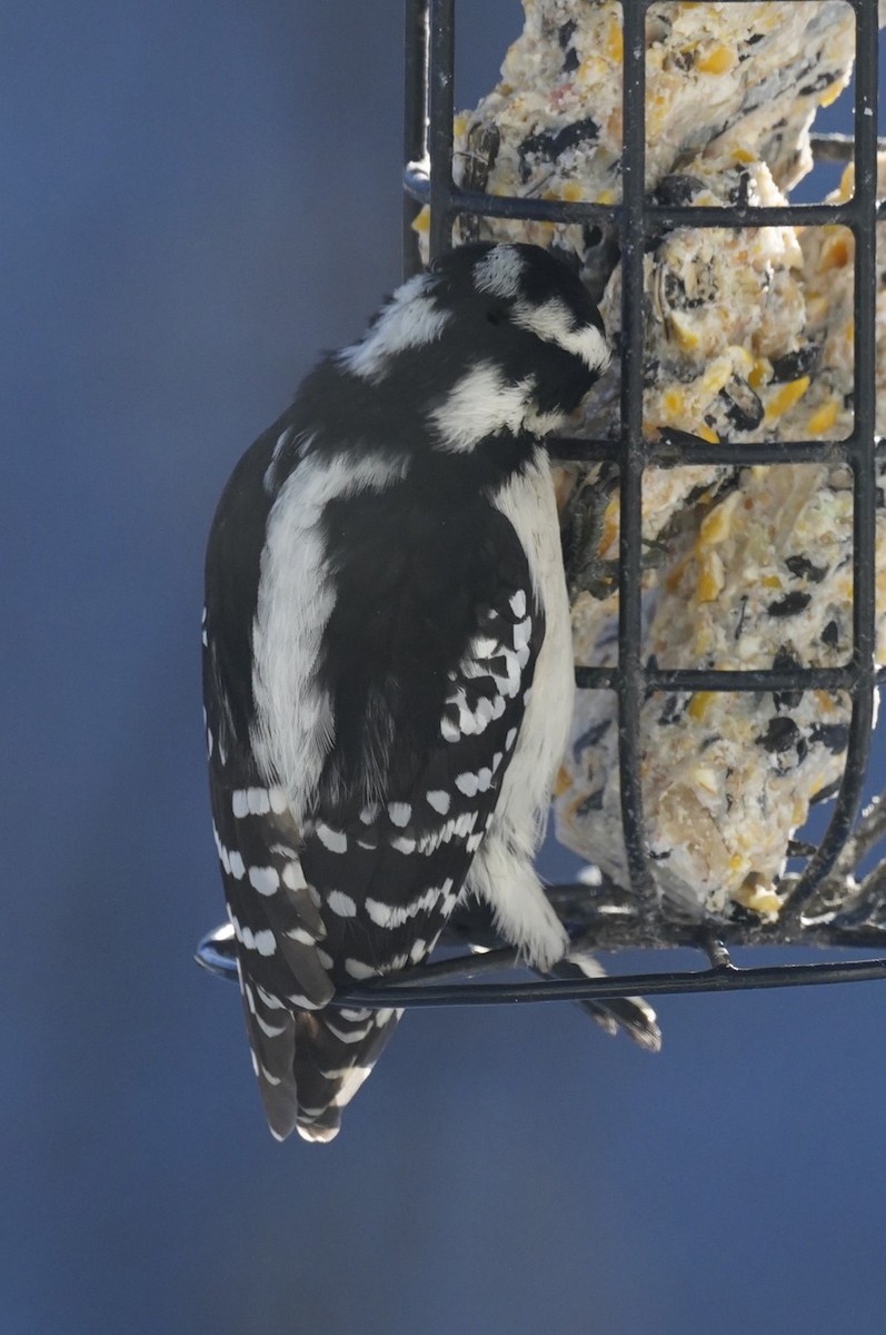 Downy Woodpecker (Eastern) - ML613830700