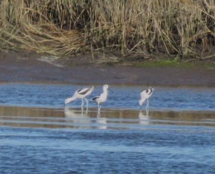 American Avocet - ML613830711