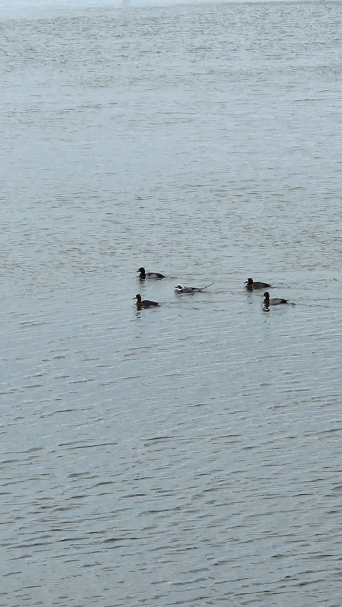 Long-tailed Duck - ML613830726