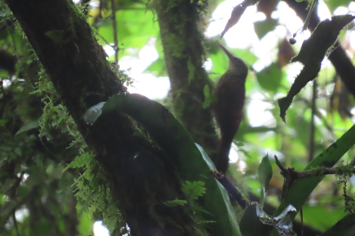 Cocoa Woodcreeper - Paul Nicholson