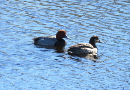 Redhead - ML613830763