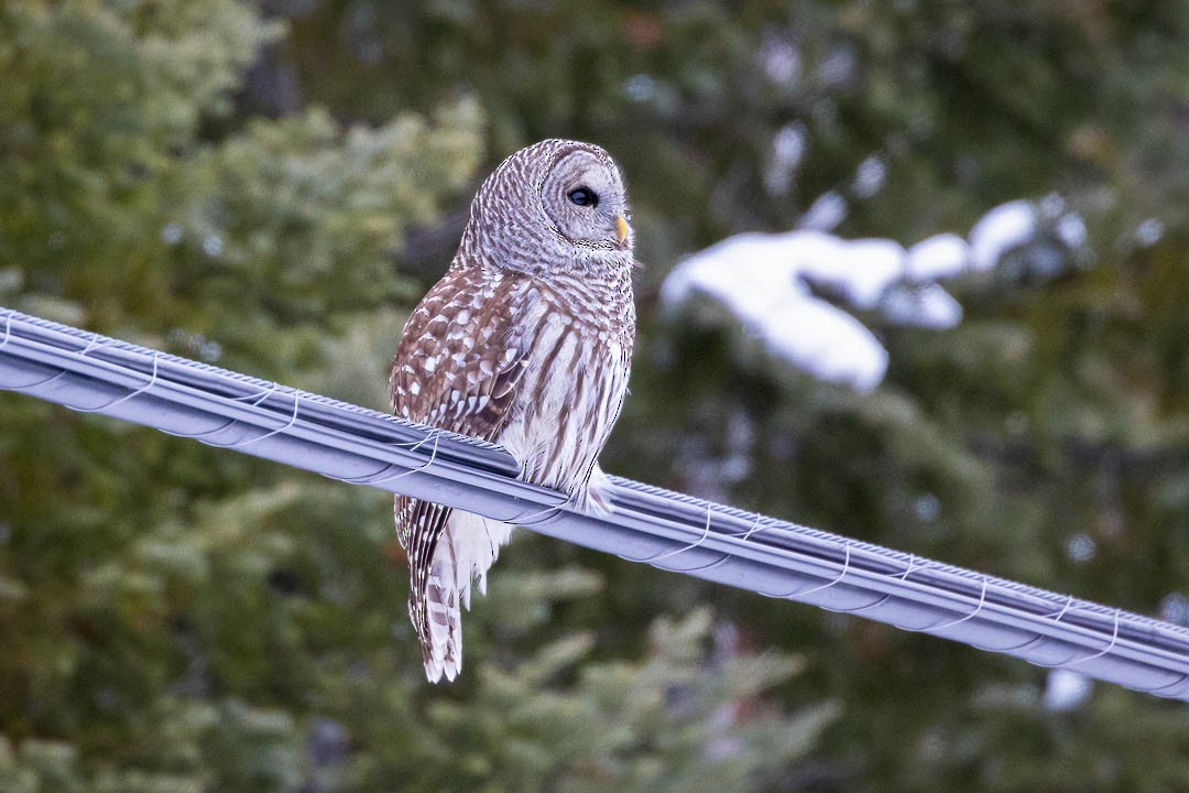 Barred Owl - ML613830867