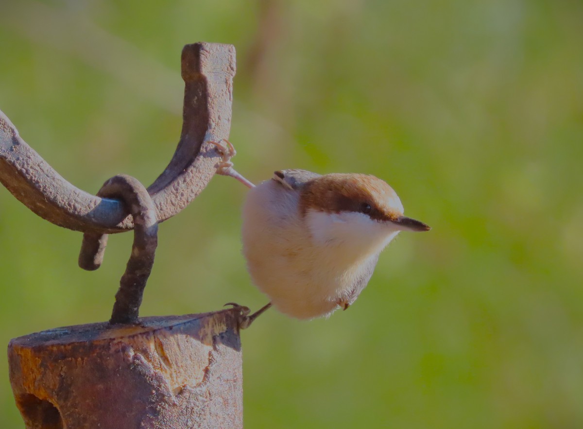 Brown-headed Nuthatch - ML613830916