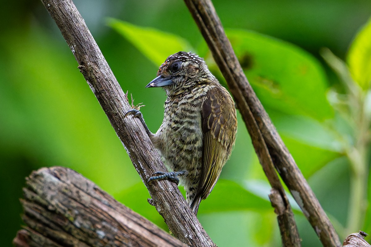 Lafresnaye's Piculet - ML613830919