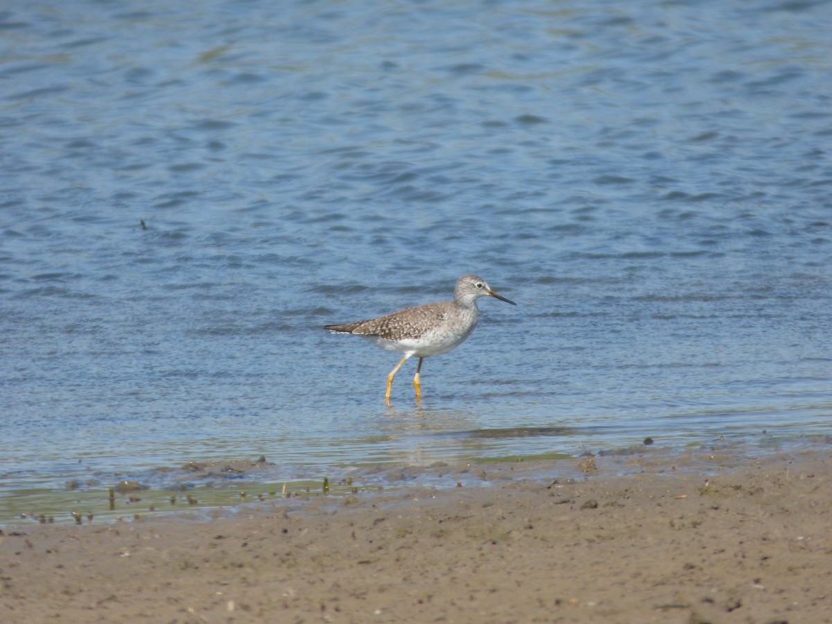 Lesser Yellowlegs - ML613830922