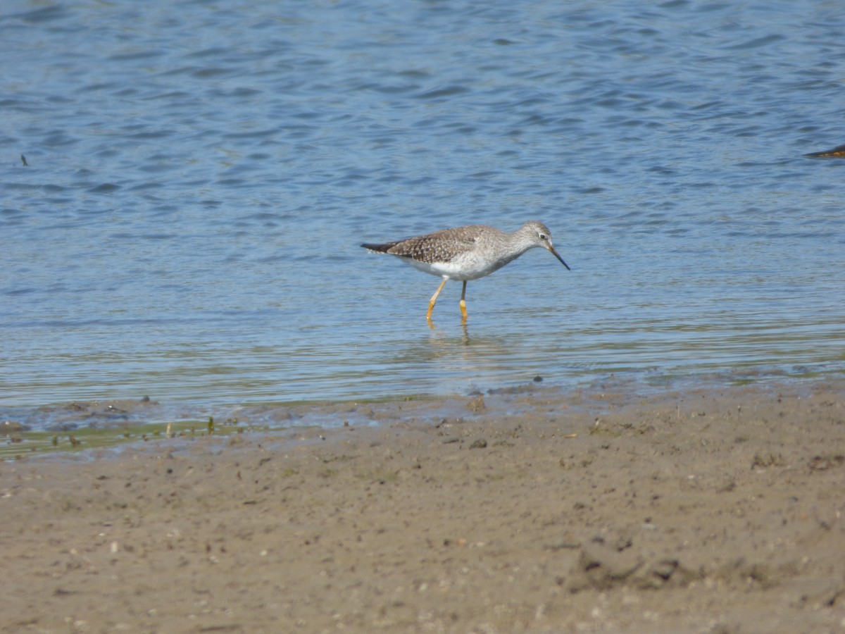 Lesser Yellowlegs - ML613830924