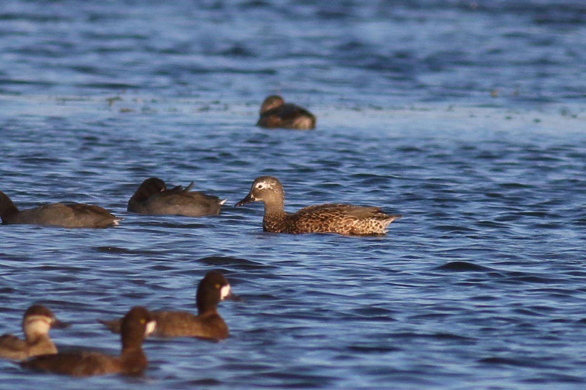 Gadwall - ML613830926