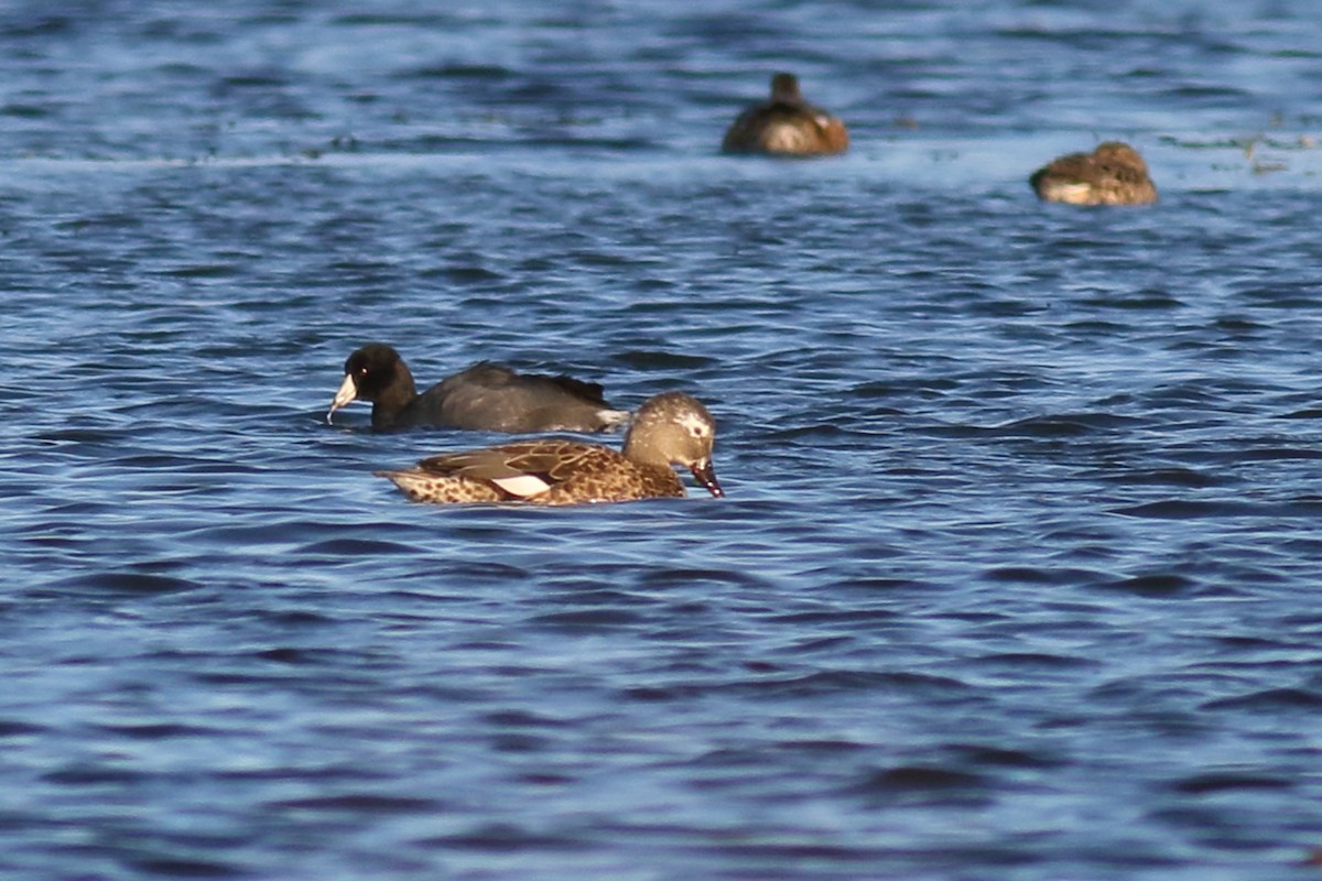 Gadwall - ML613830928