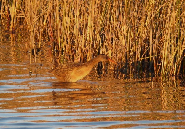 Clapper Rail - ML613830929