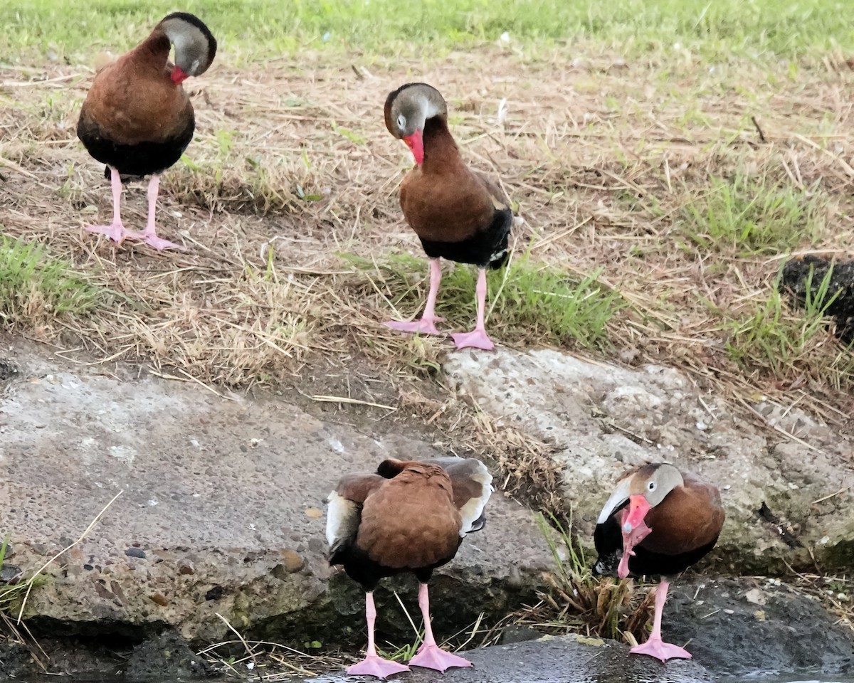 Black-bellied Whistling-Duck - ML613830930