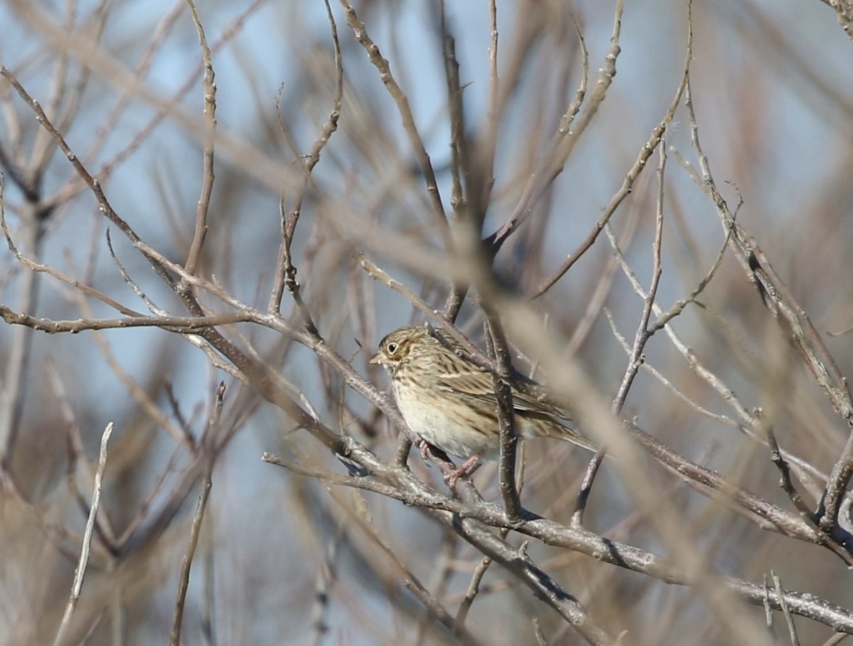 Vesper Sparrow - ML613830949