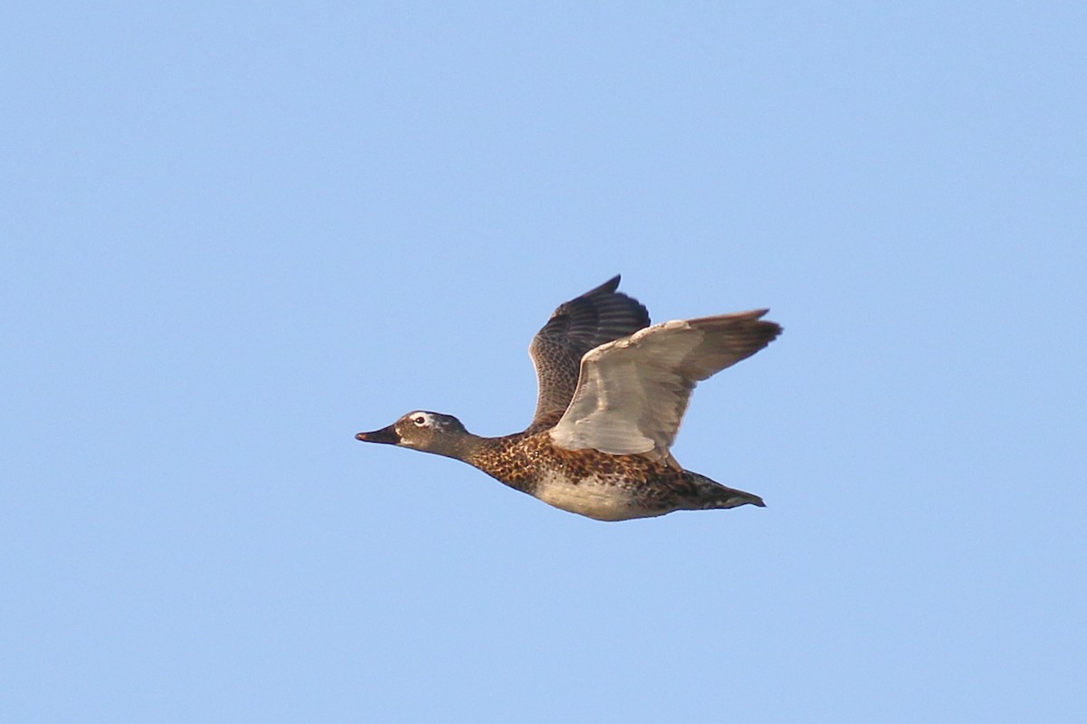 Gadwall - ML613830951