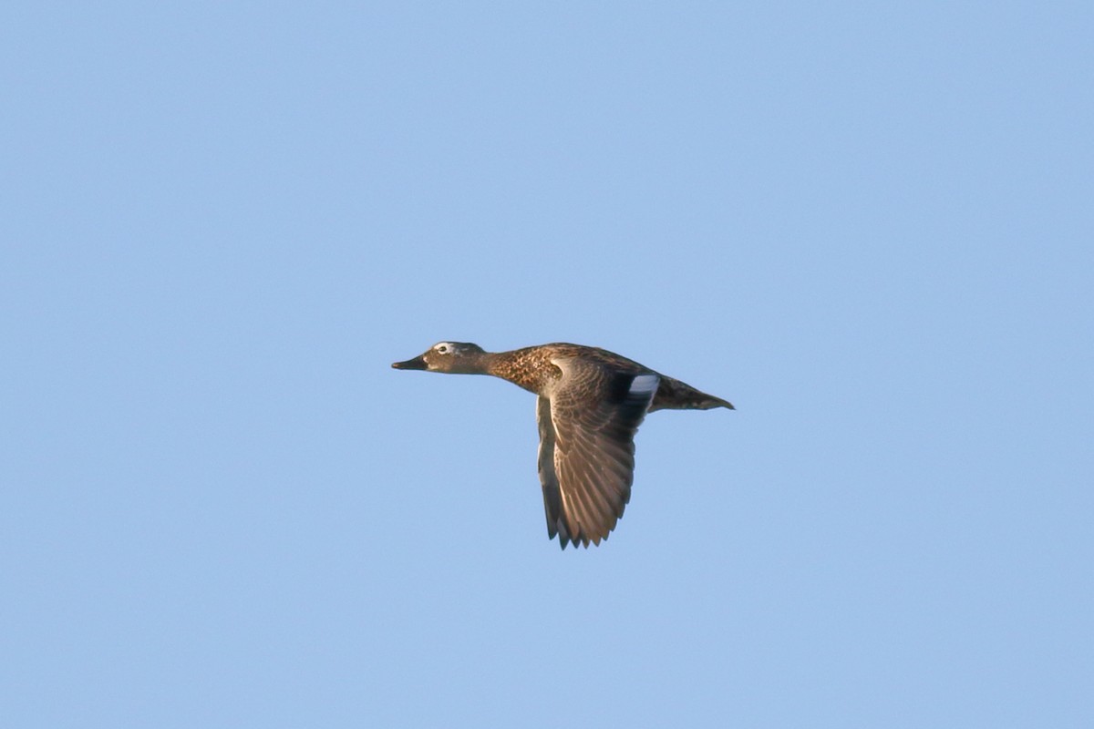 Gadwall - ML613830953