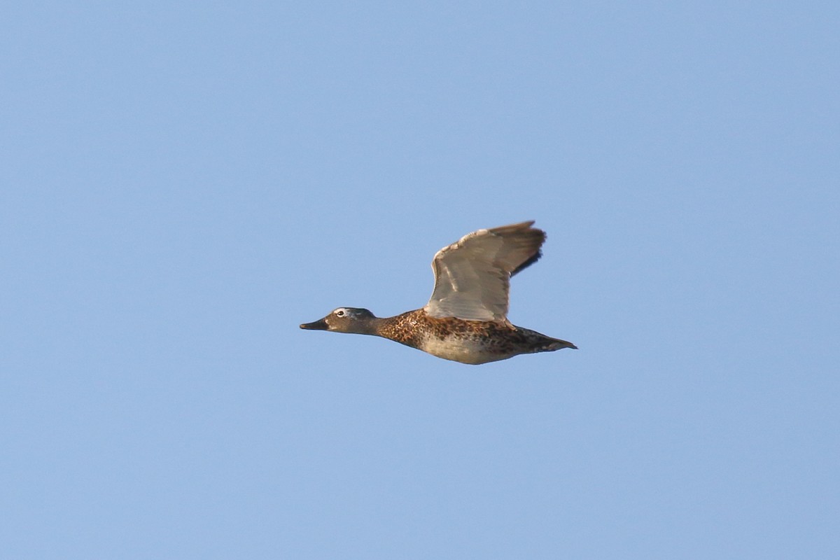 Gadwall - ML613830956