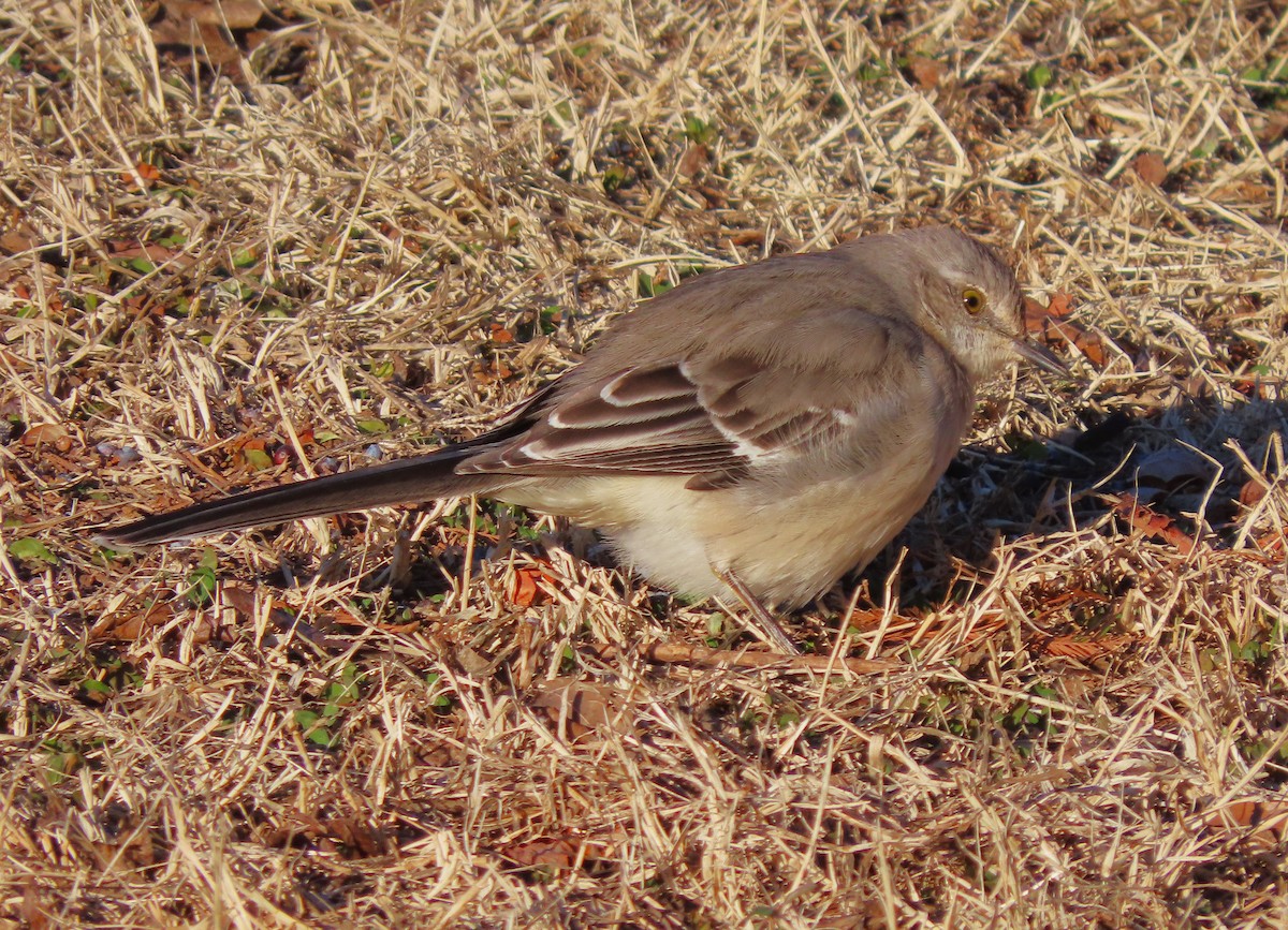 Northern Mockingbird - ML613830962