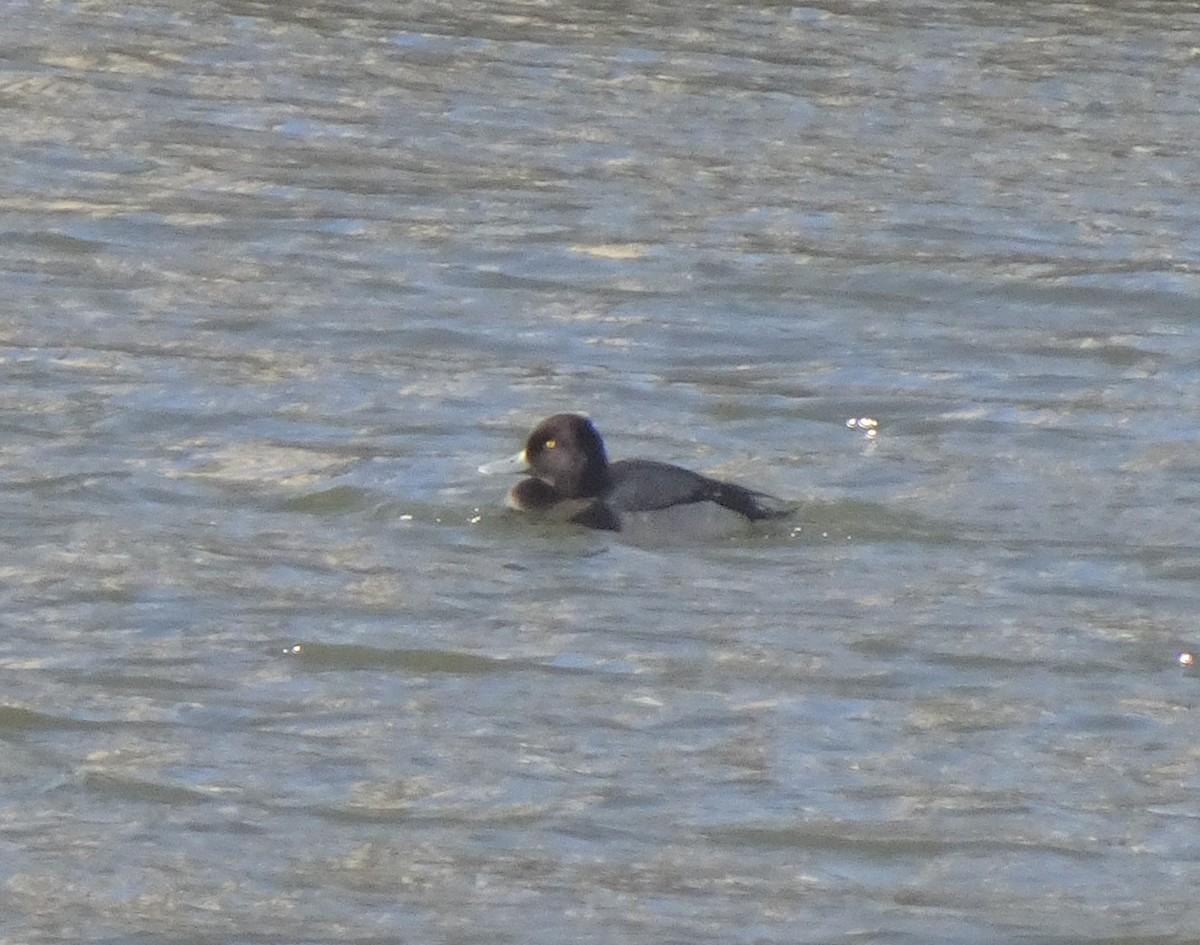 Lesser Scaup - Paolo Matteucci