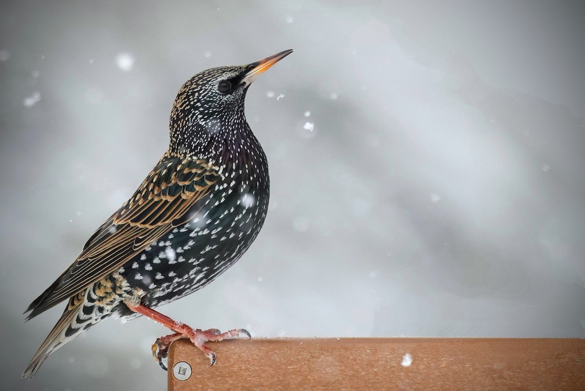 European Starling - ML613830969