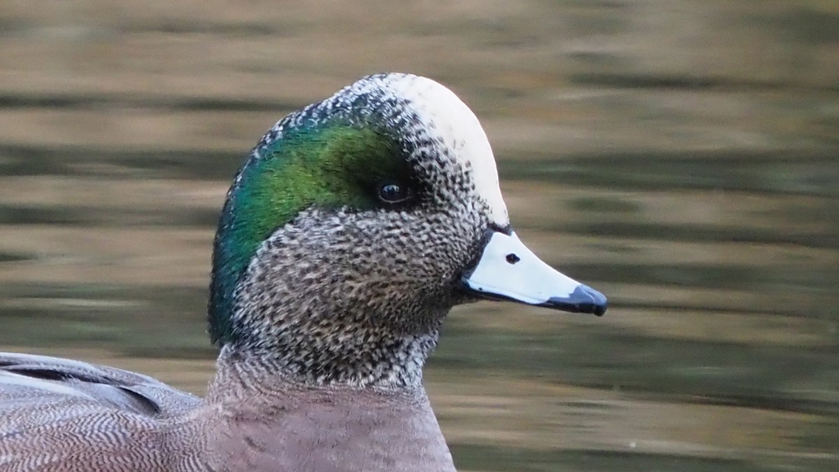 American Wigeon - ML613830979