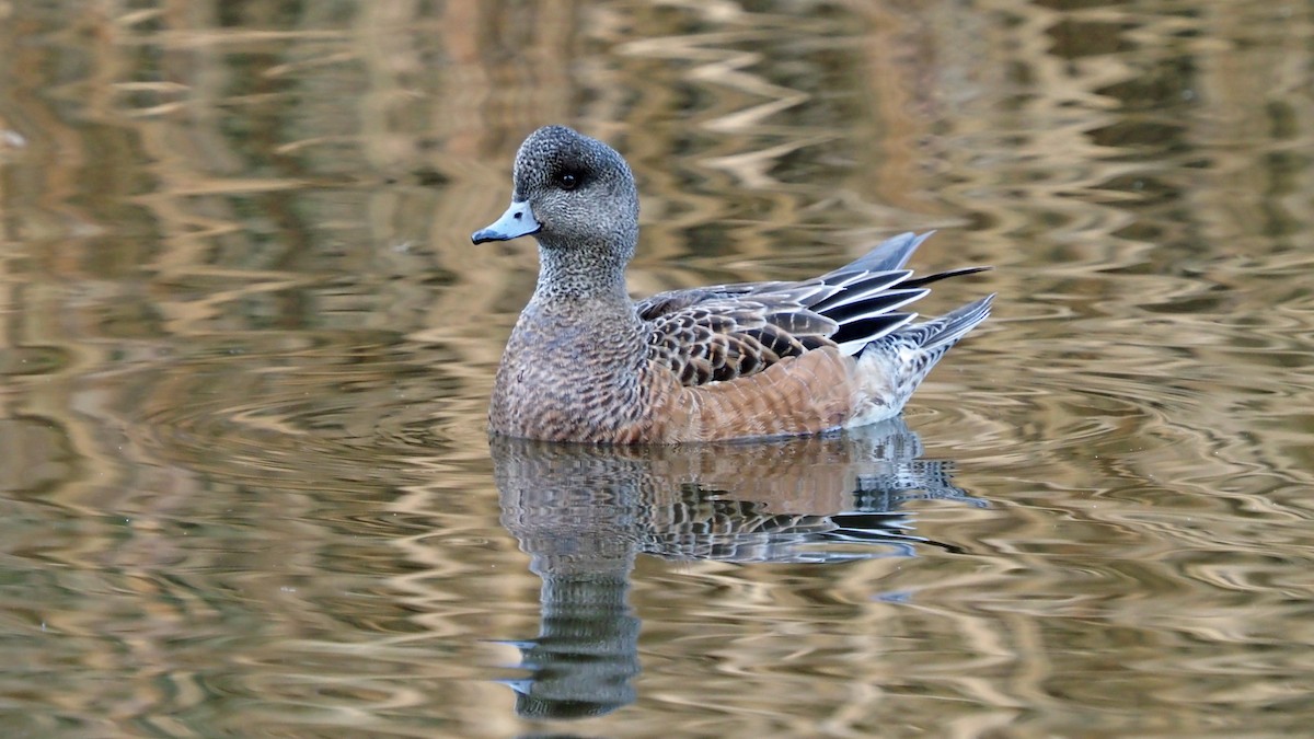 American Wigeon - ML613830982