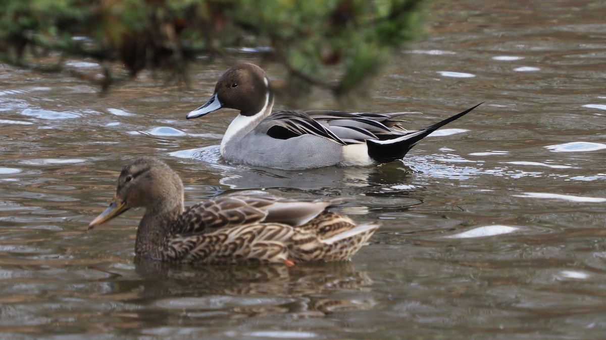 Northern Pintail - ML613830990