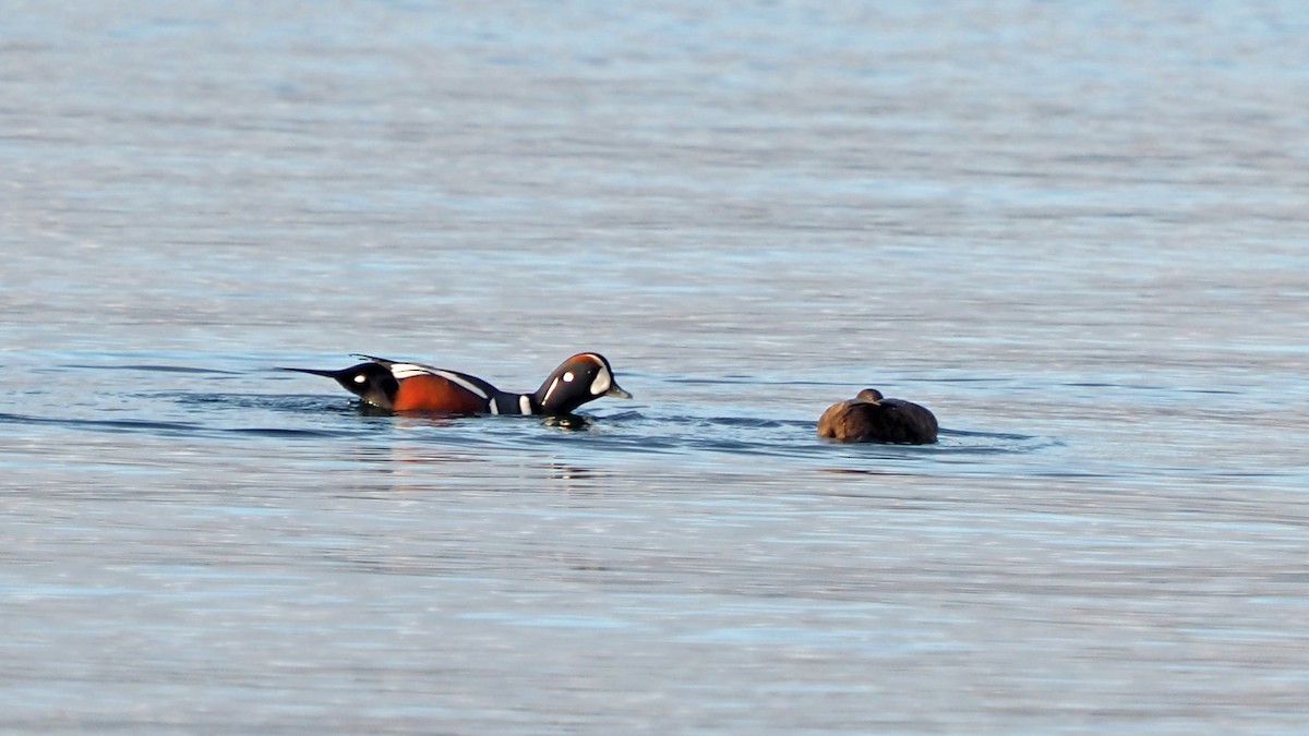 Harlequin Duck - ML613830997