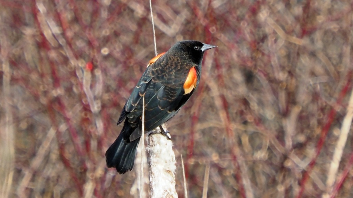 Al Kanatlı Karatavuk [phoeniceus grubu] - ML613831006