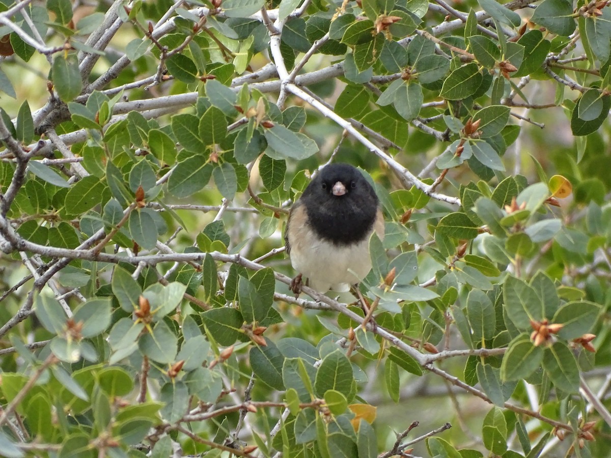 Dark-eyed Junco (Oregon) - ML613831011