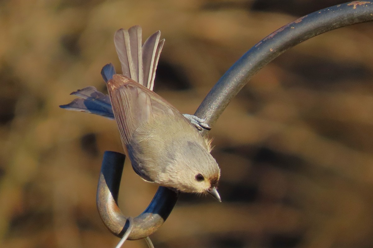 Tufted Titmouse - Jeff Beane