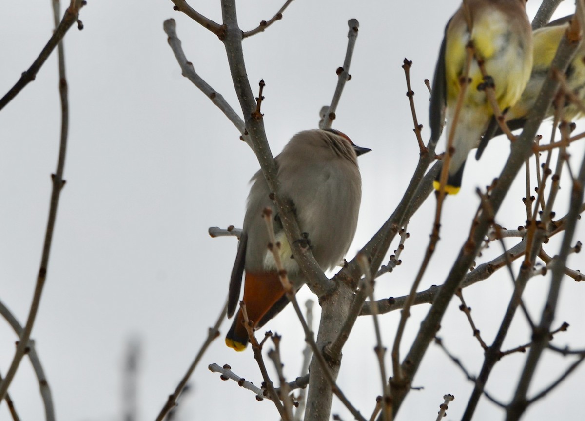 Bohemian Waxwing - ML613831061