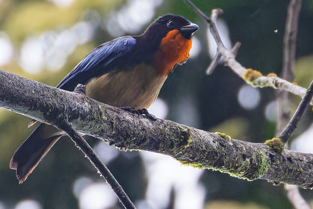 Orange-throated Tanager - ML613831091