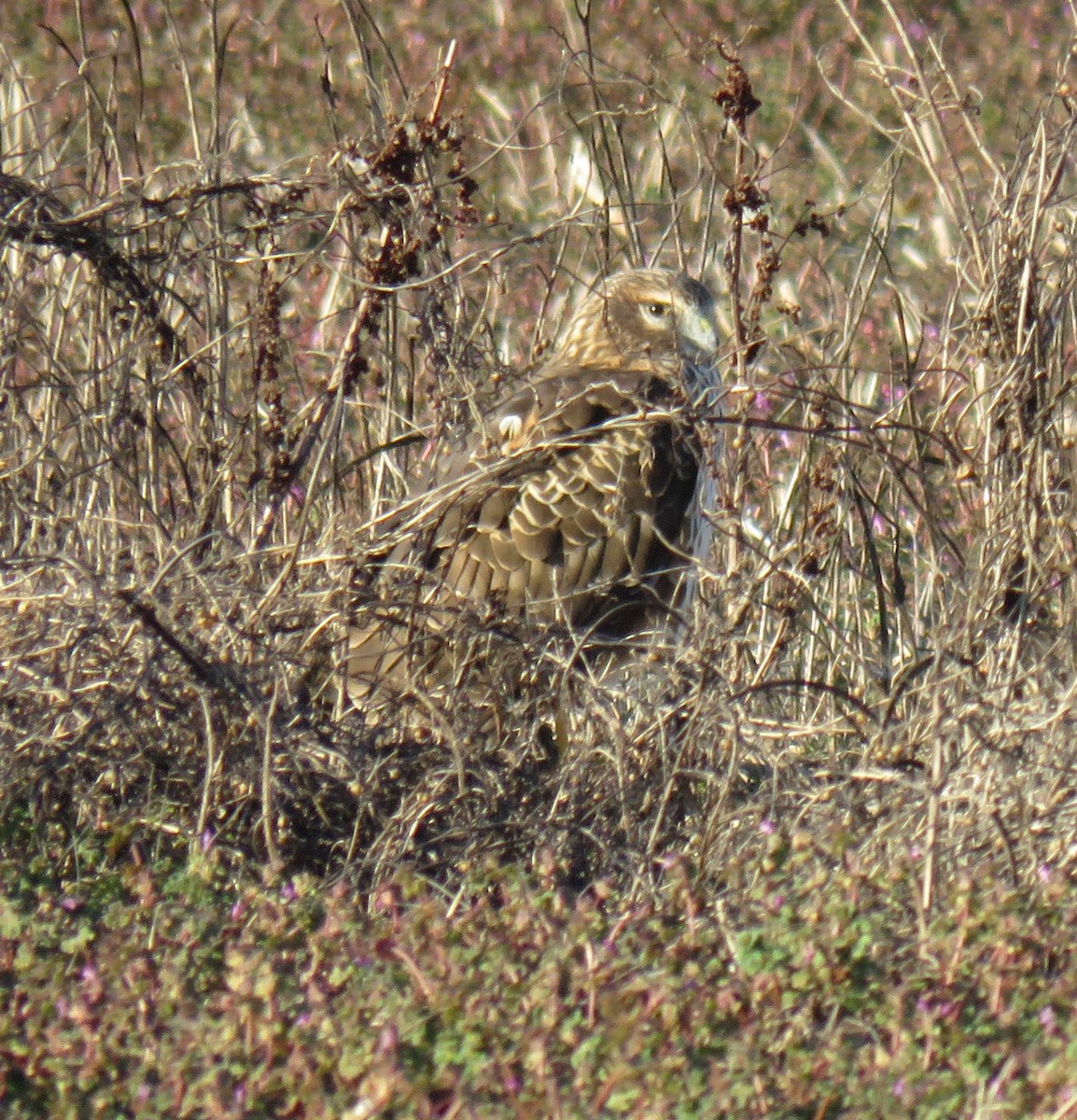 Northern Harrier - ML613831142