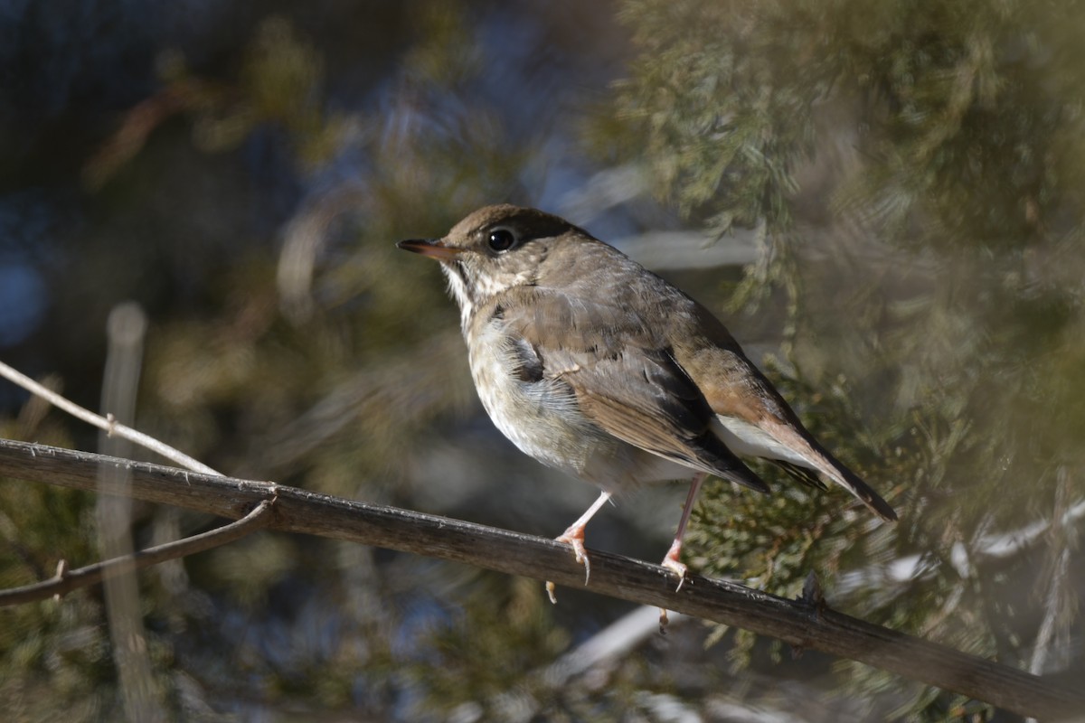 Hermit Thrush - ML613831153