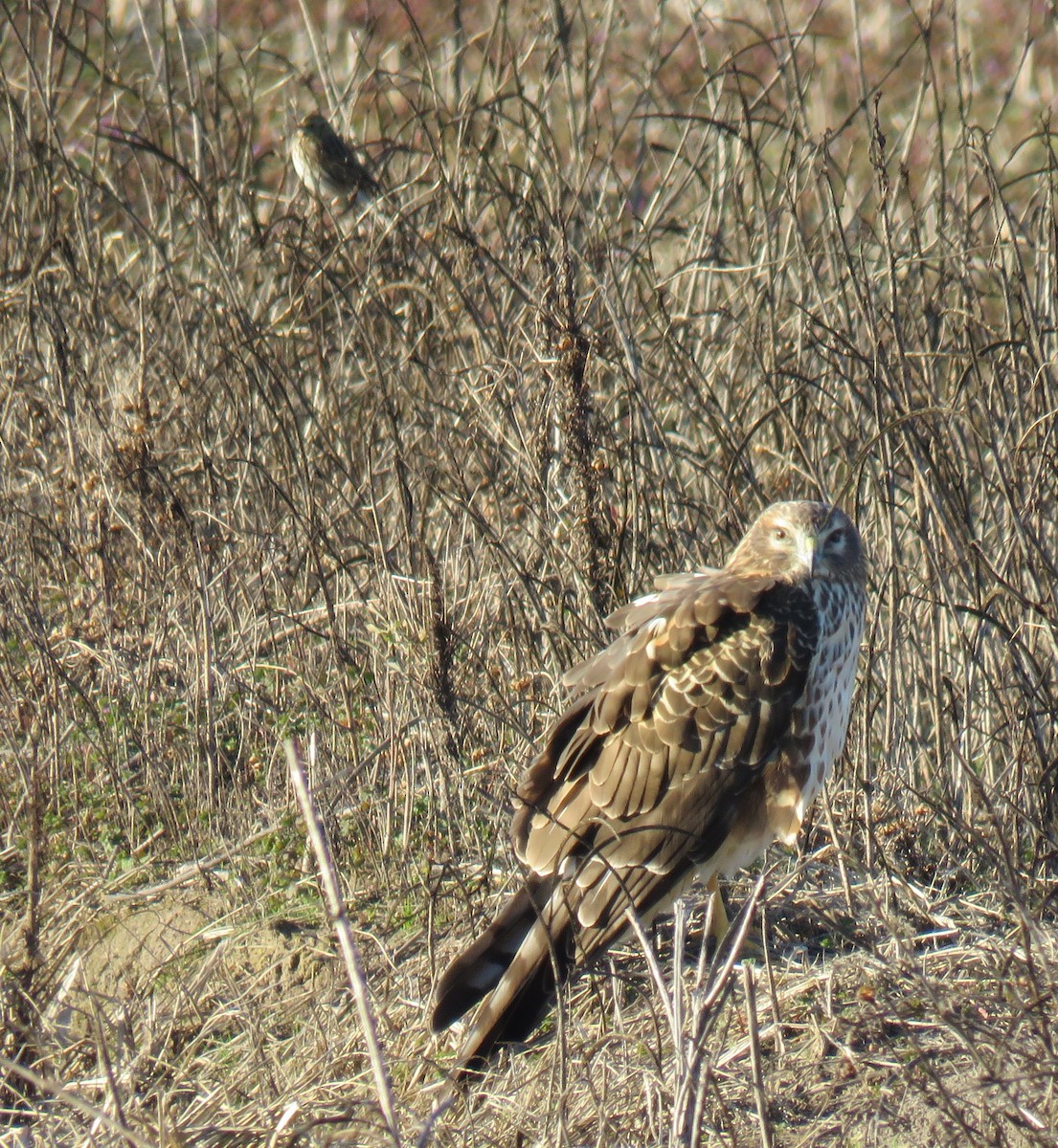 Northern Harrier - ML613831189