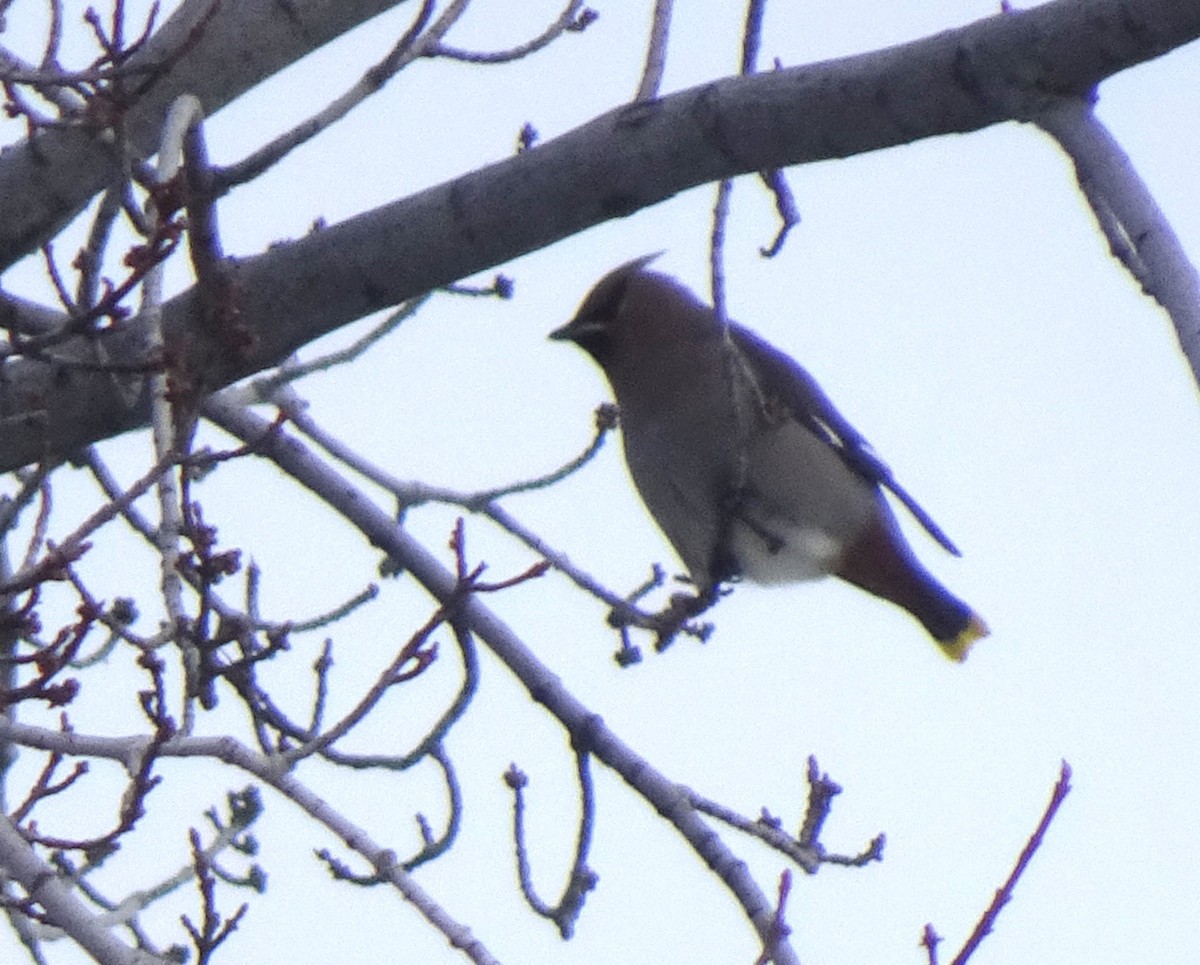 Bohemian Waxwing - ML613831203