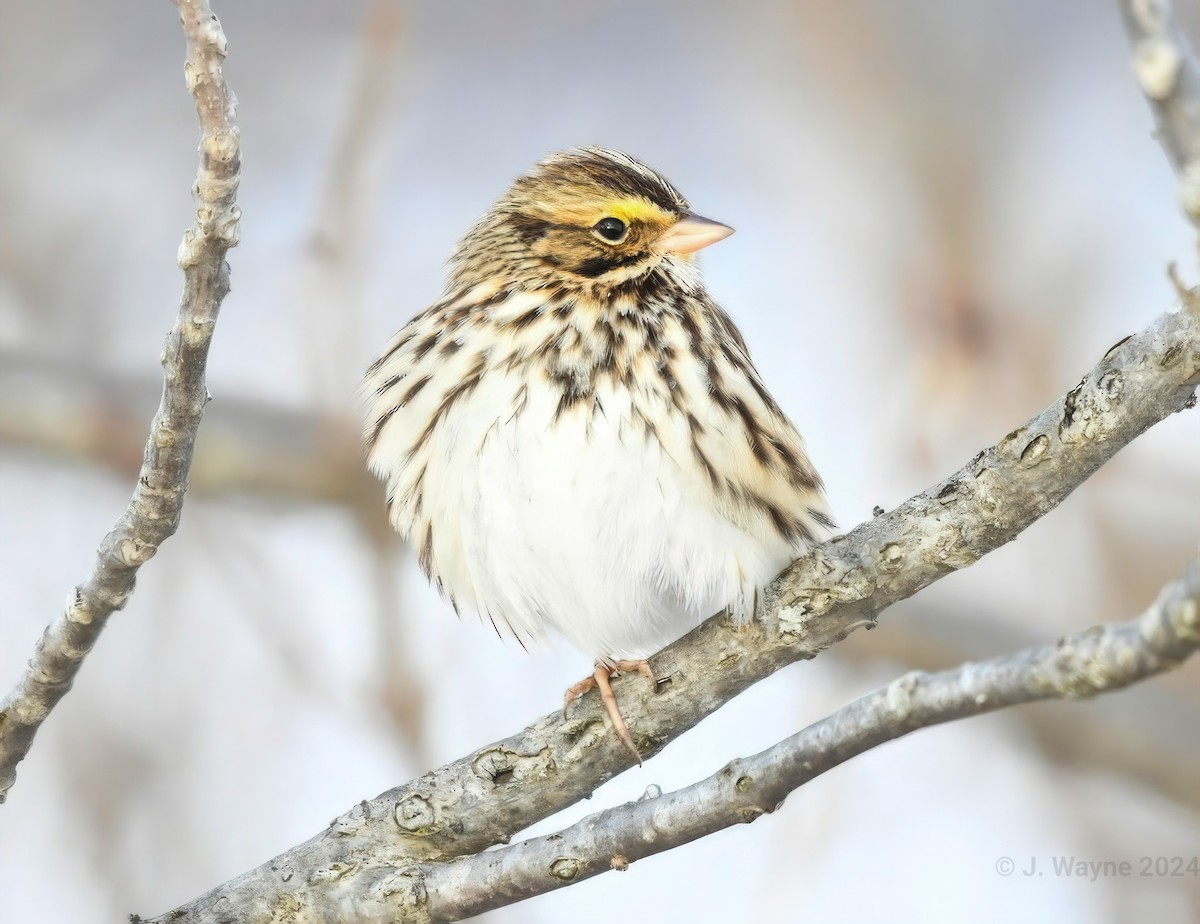 Savannah Sparrow - ML613831228