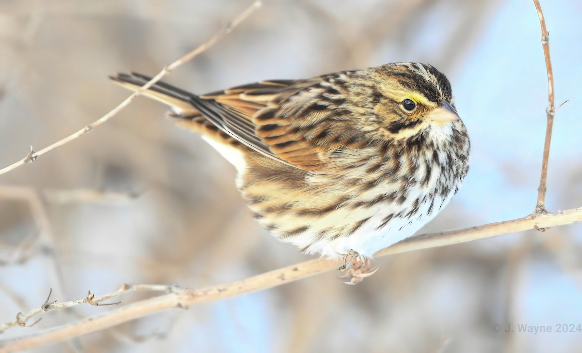 Savannah Sparrow - ML613831253