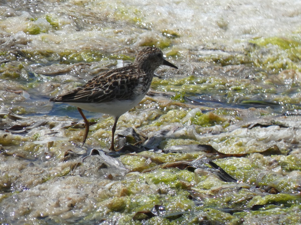 Least Sandpiper - Joseph Atkinson