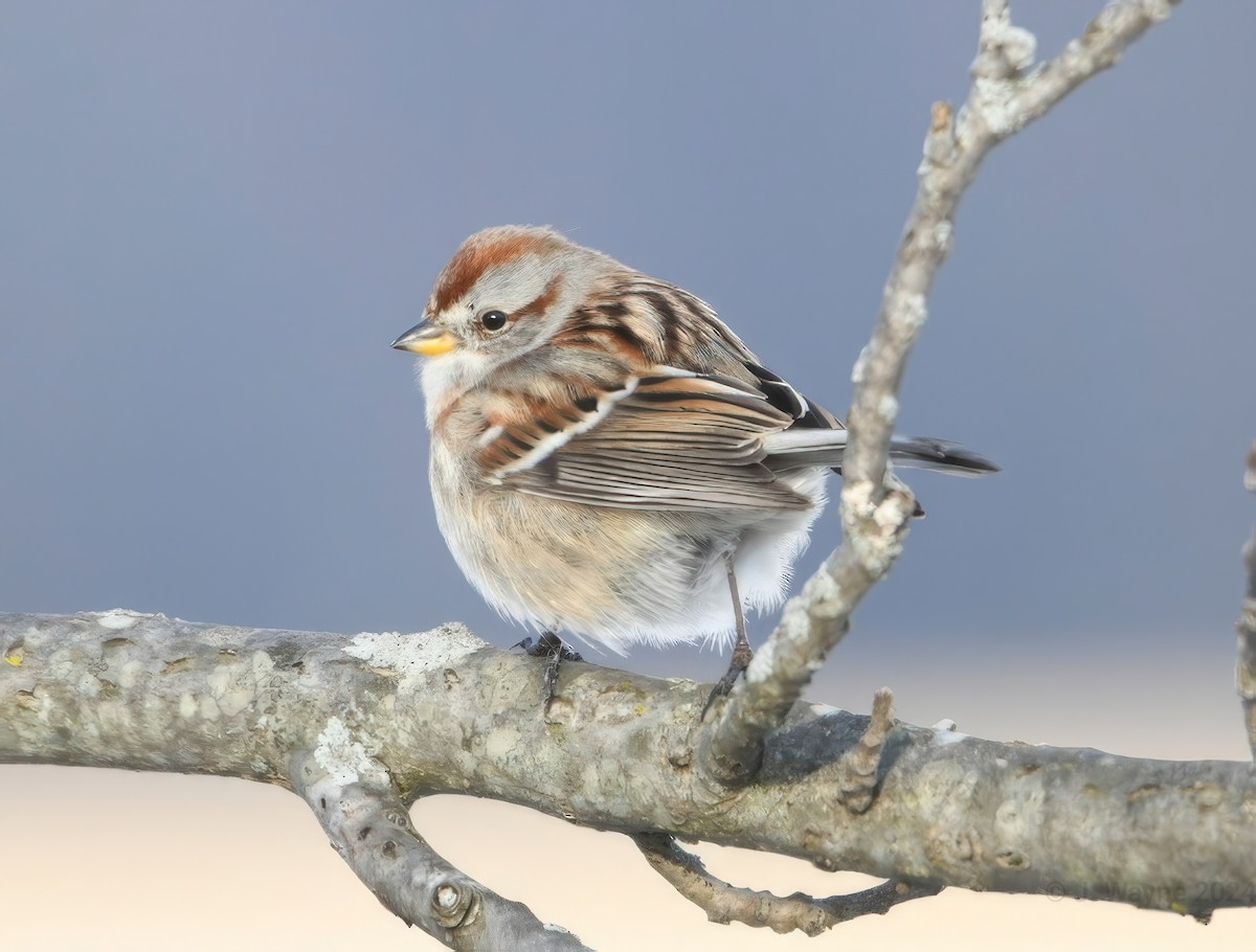 American Tree Sparrow - ML613831289