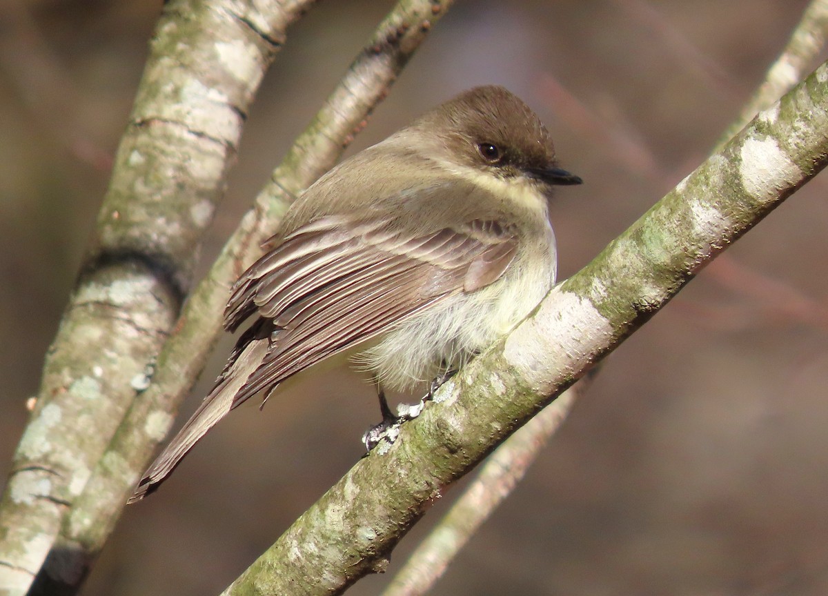 Eastern Phoebe - ML613831293