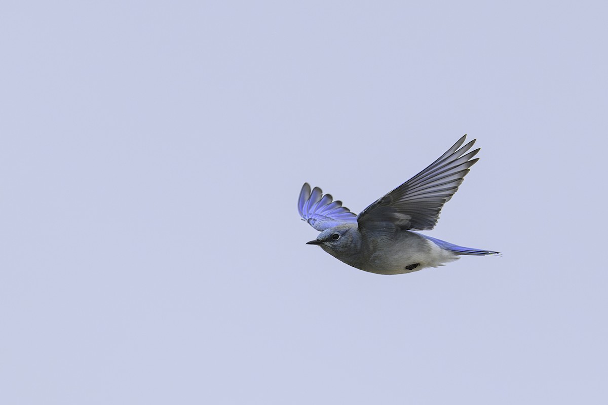 Mountain Bluebird - Amy Hudechek