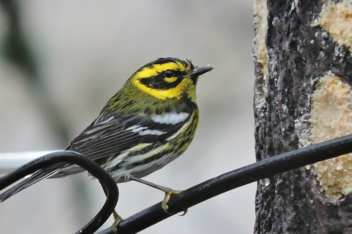 Townsend's Warbler - ML613831442