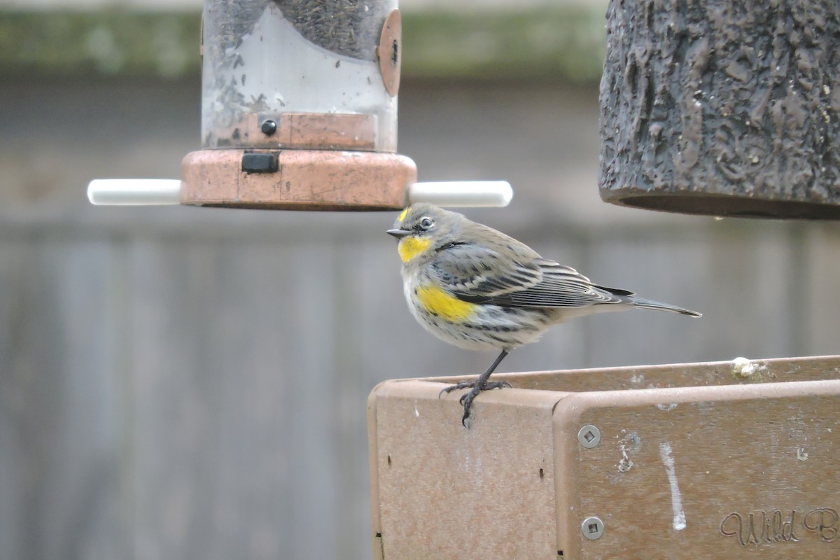 Yellow-rumped Warbler (Audubon's) - ML613831452