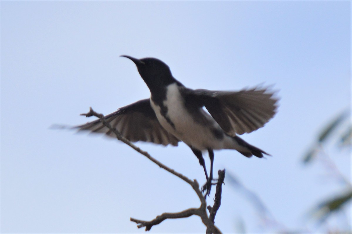 Black Honeyeater - ML613831473