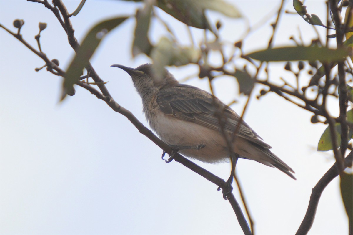 Black Honeyeater - ML613831474