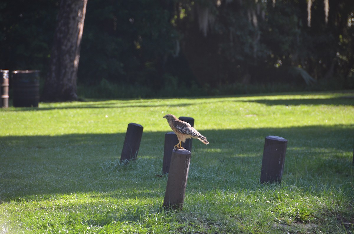 Red-shouldered Hawk - ML61383151