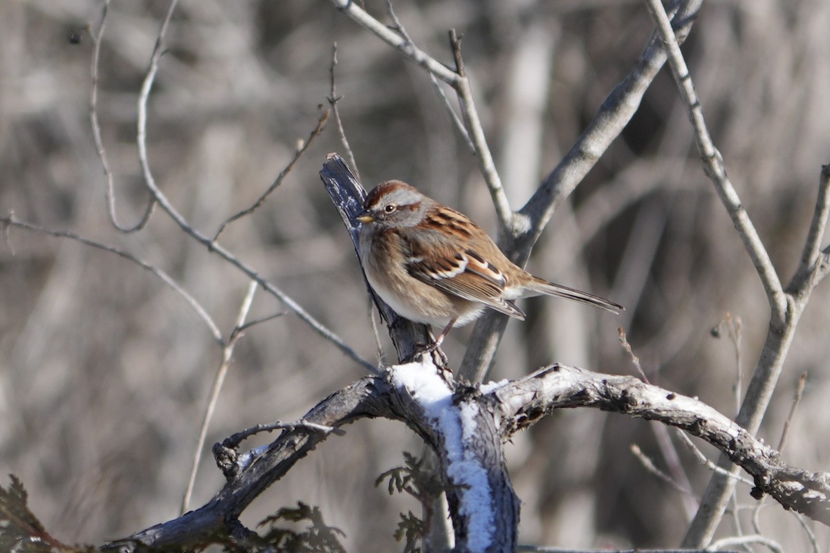 American Tree Sparrow - ML613831608
