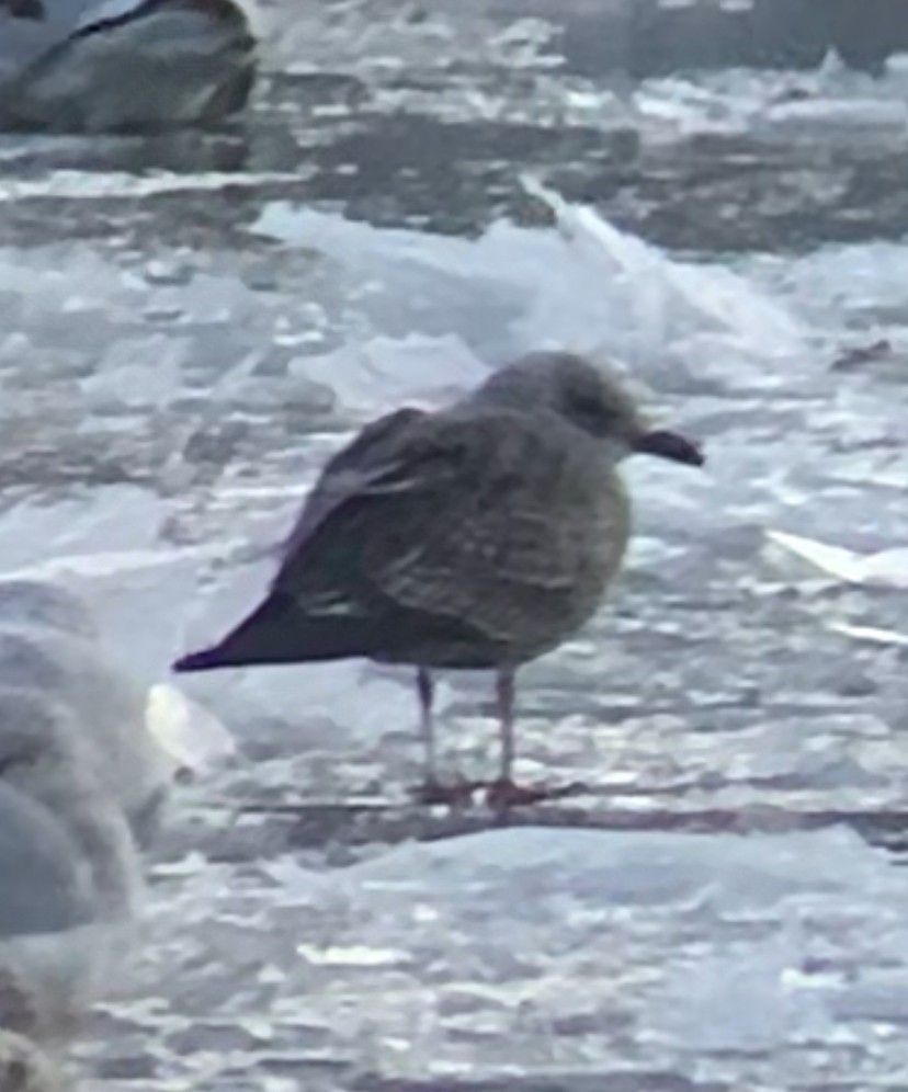 Lesser Black-backed Gull - Trip Bondi