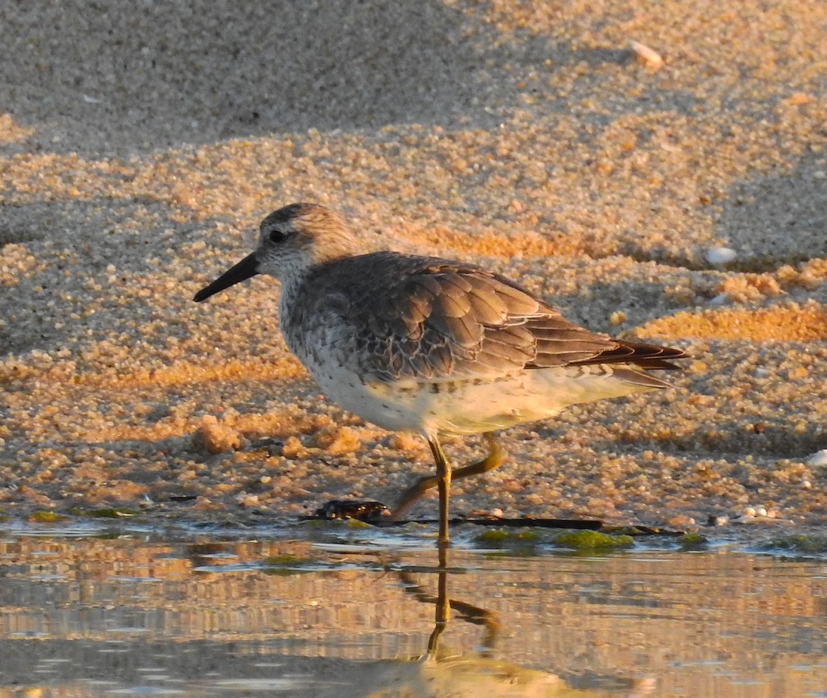 Red Knot - ML613831743